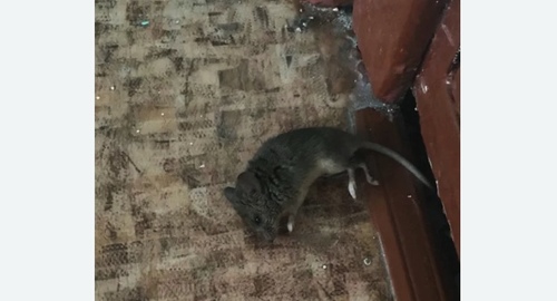 Дезинфекция от мышей в Тынде